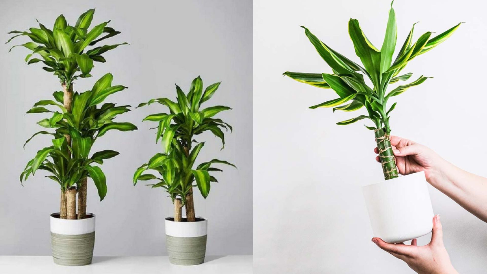 Công Dụng Của Cây Thiết Mộc Lan